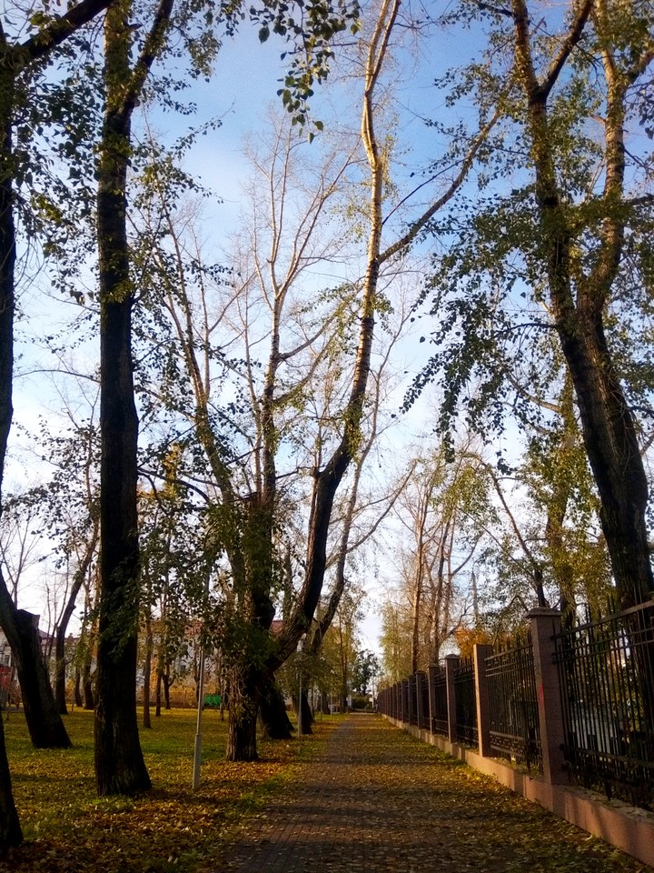 gold autumm