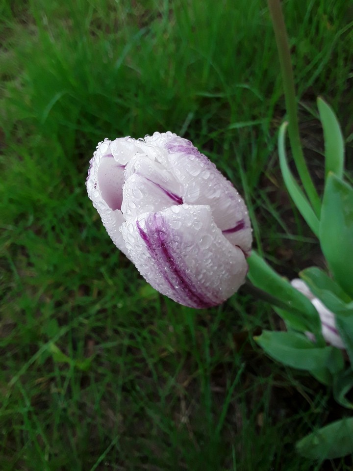 Raindrop tulip