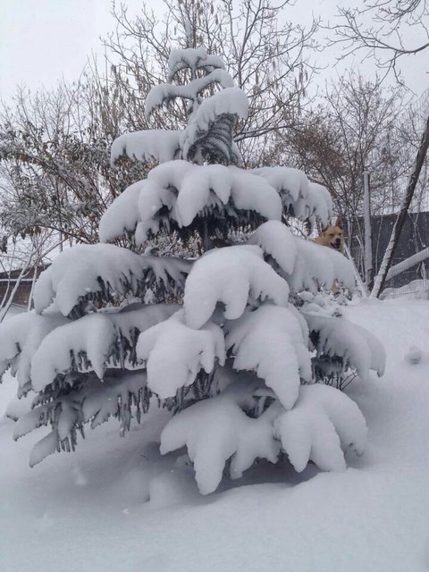 nevicata