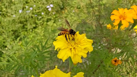 Apis dorsata (wild honey bee)