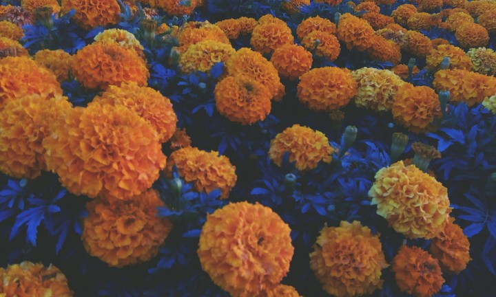flowers