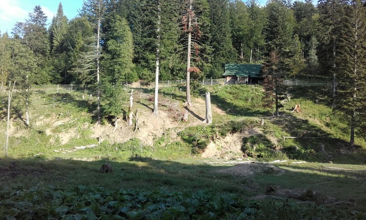 forest