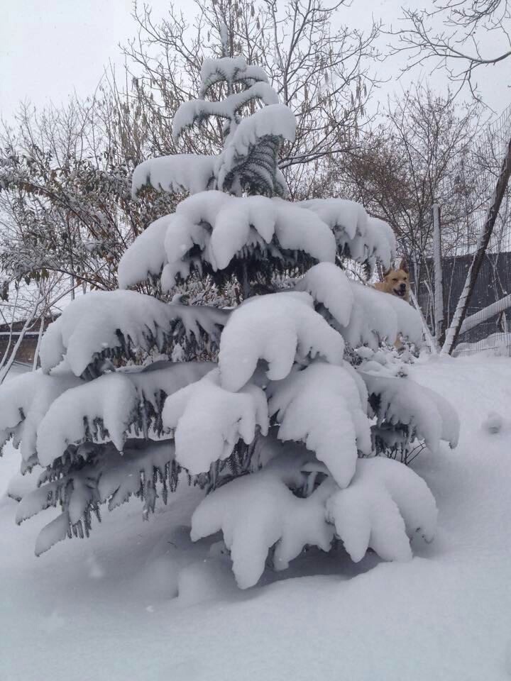 nevicata