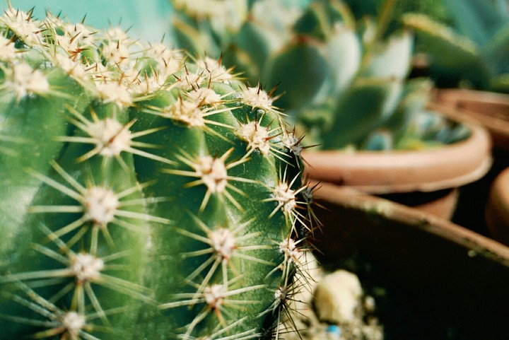 Cactos