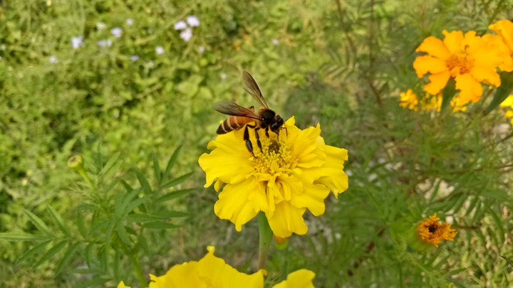 Apis dorsata (wild honey bee)