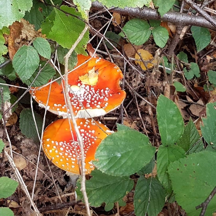 #Toadstool