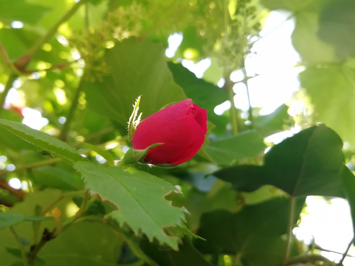 rose
