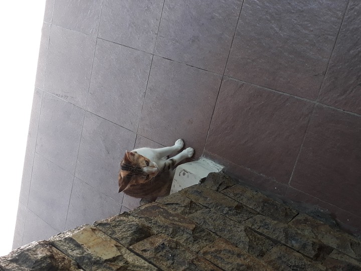 pussy cats