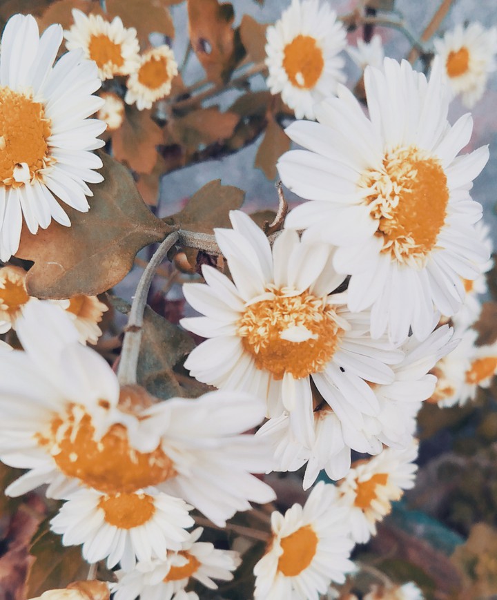 bloom