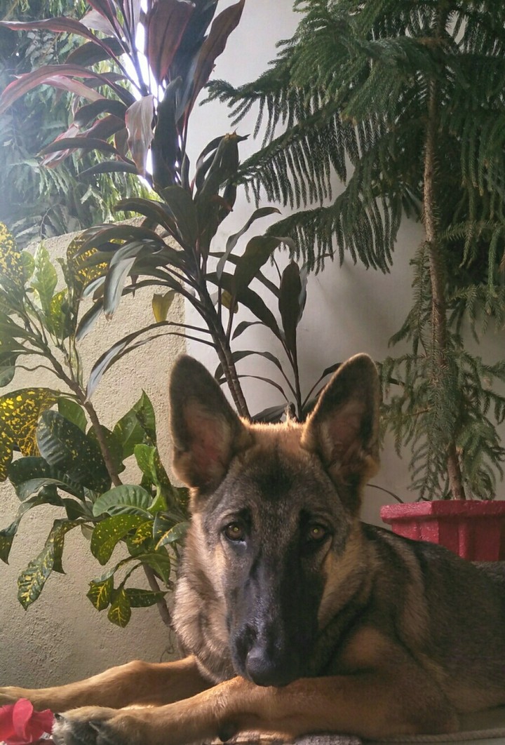 kaiser