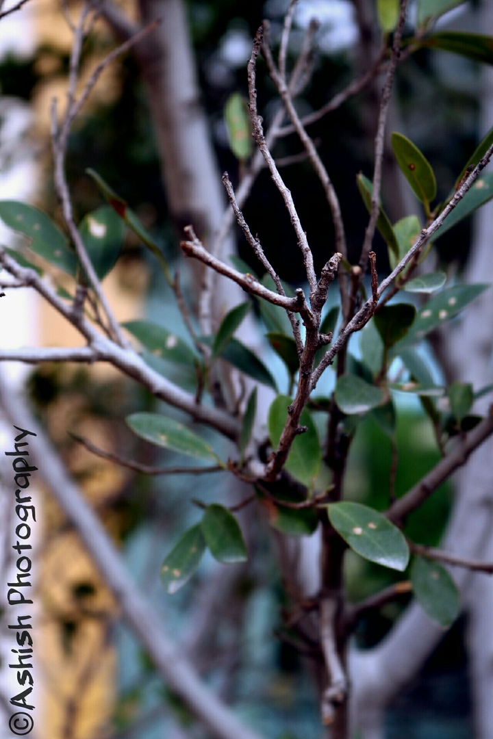 Branches