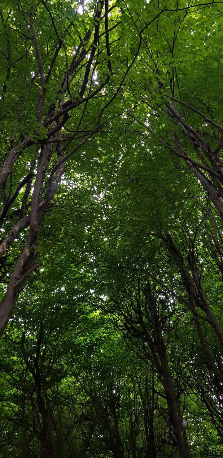 Trees