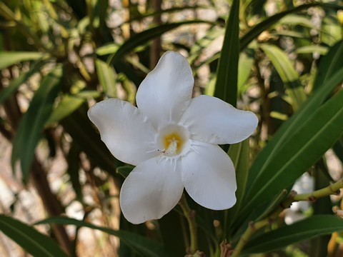 white flower