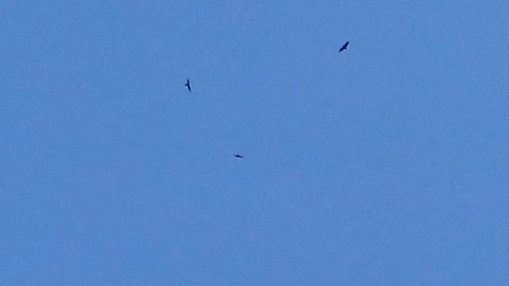 flight