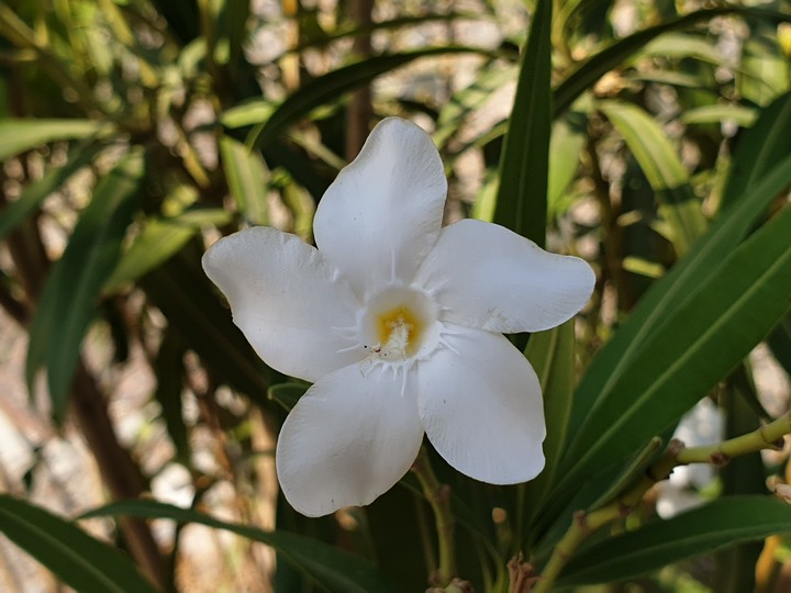 white flower