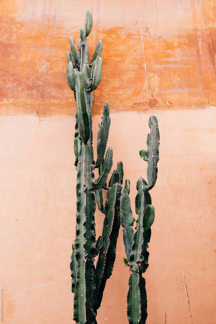 Cactuses