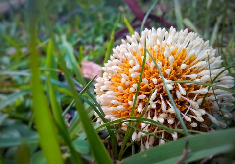 kadam flower of India