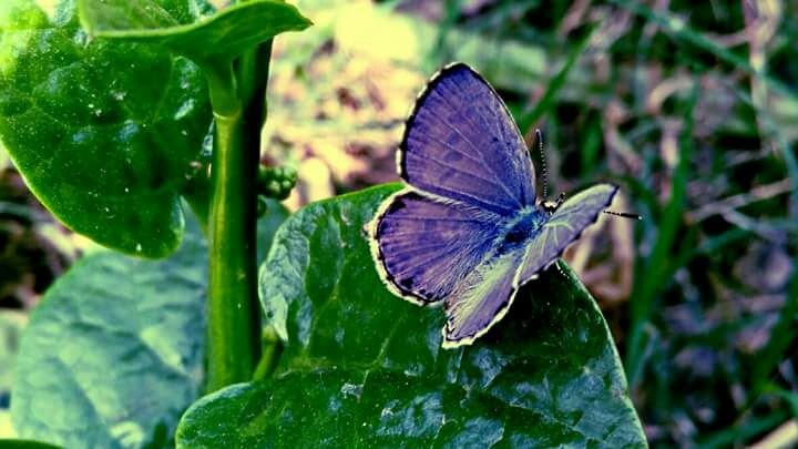 butterfly