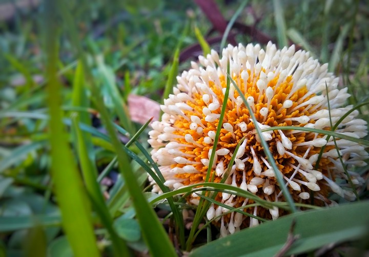 kadam flower of India