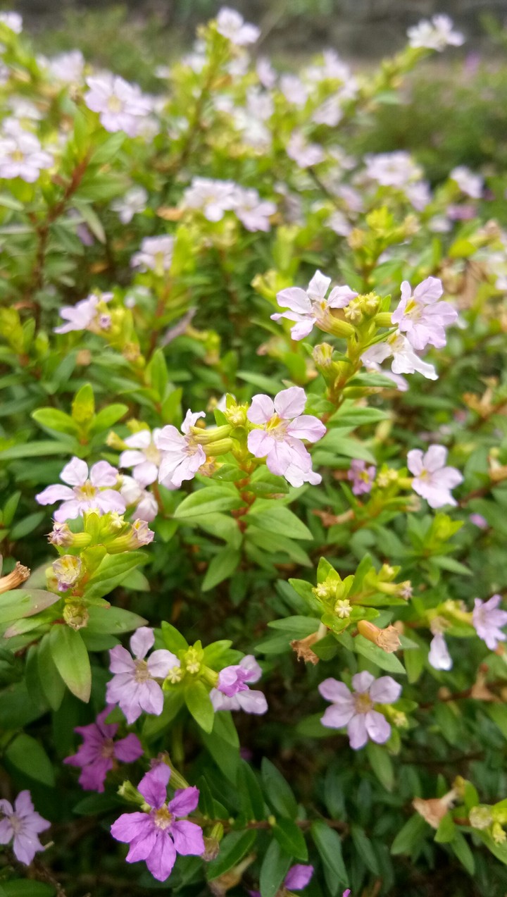 flower