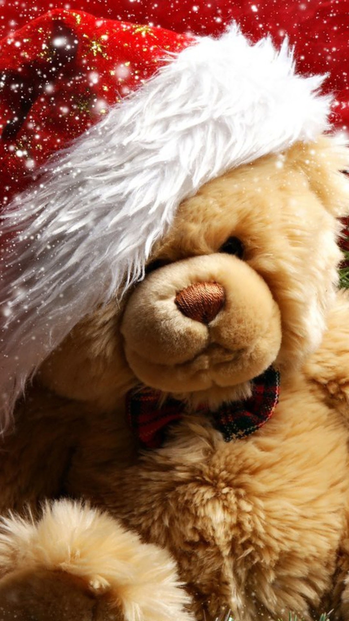 teddy
