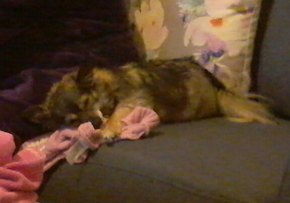 Poppy Sleeping