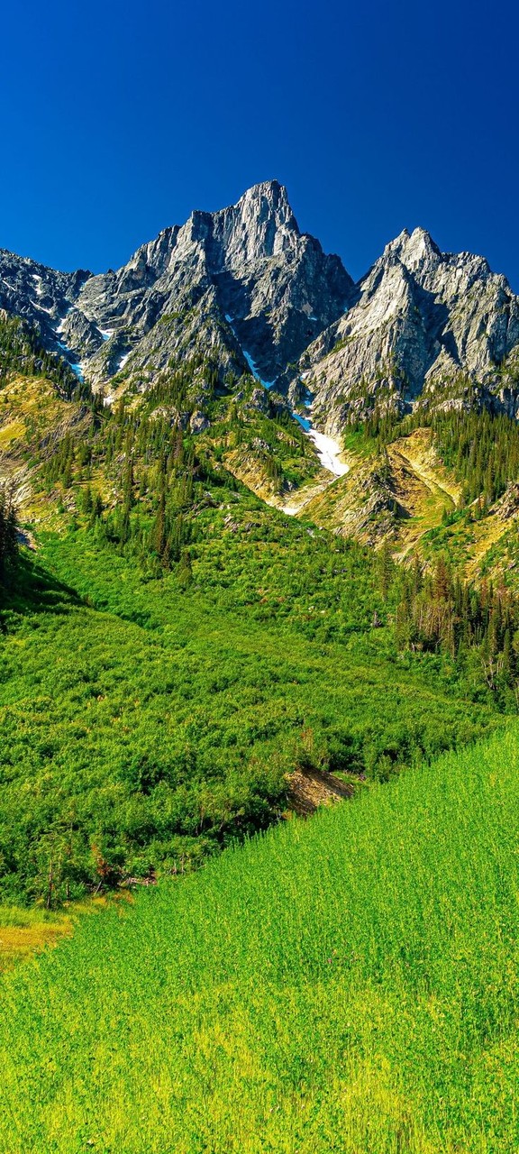 grass, grassland वॉलपेपर