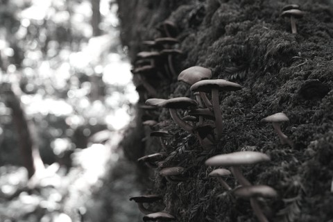 mushrooms