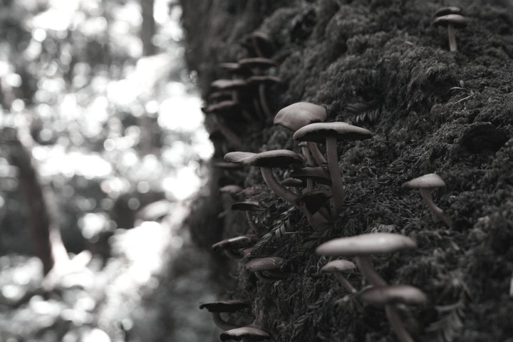 mushrooms