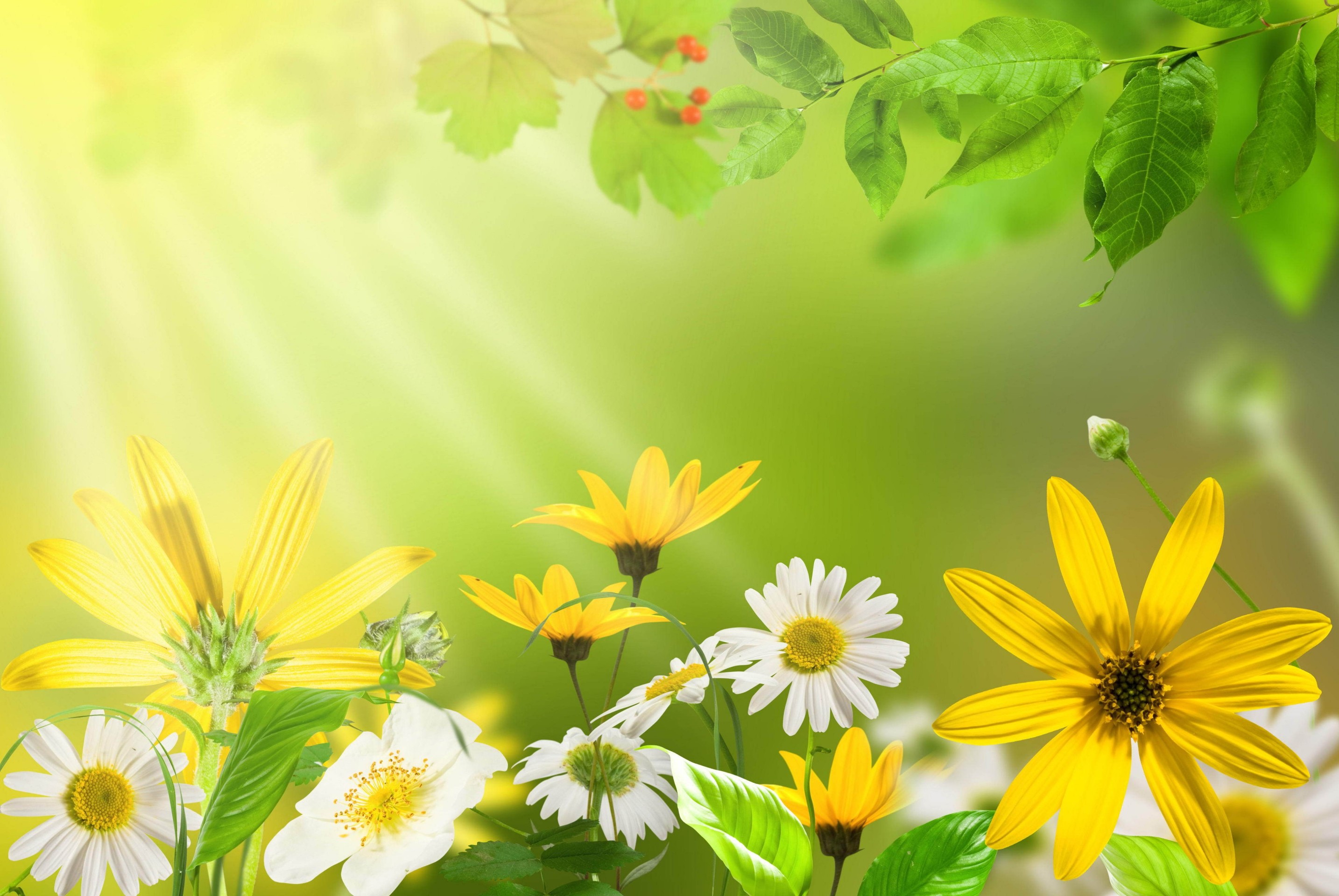 тапети spring, Yellow