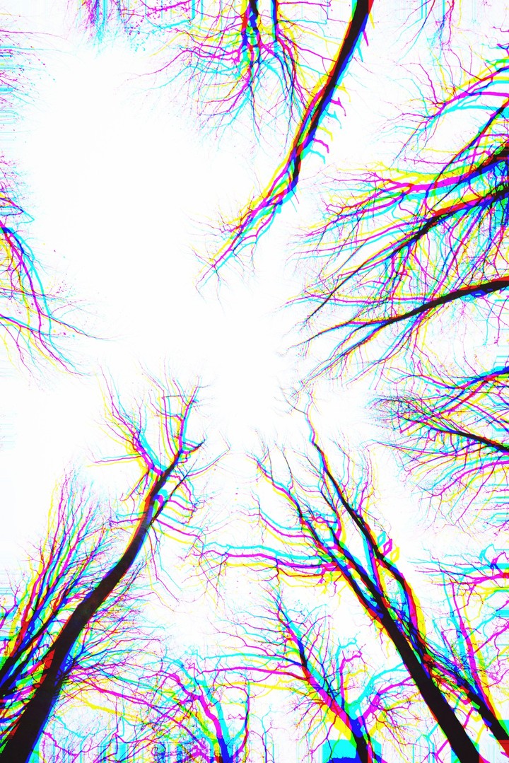 crazy forest