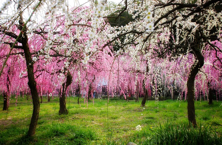 Plum tree garden