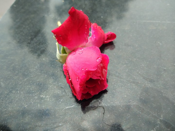 rose