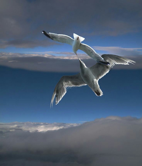 sky, gannet वॉलपेपर