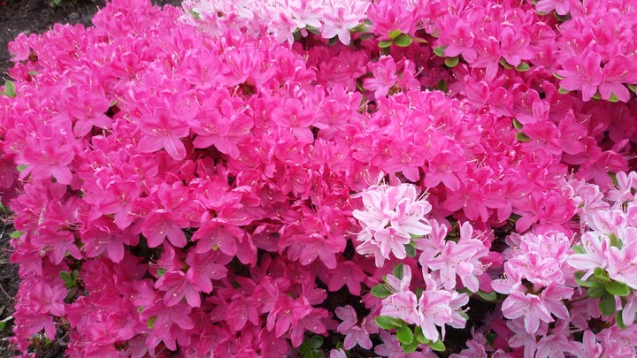 Frühling