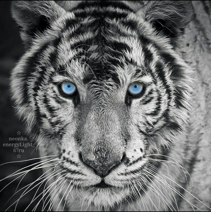 tigr