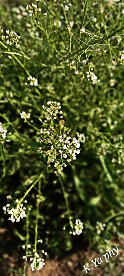 Природа