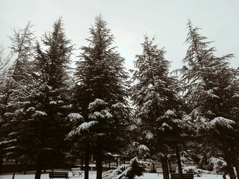 pine