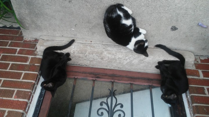 my babies