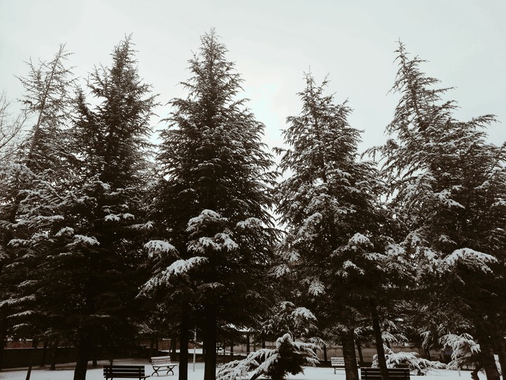 pine