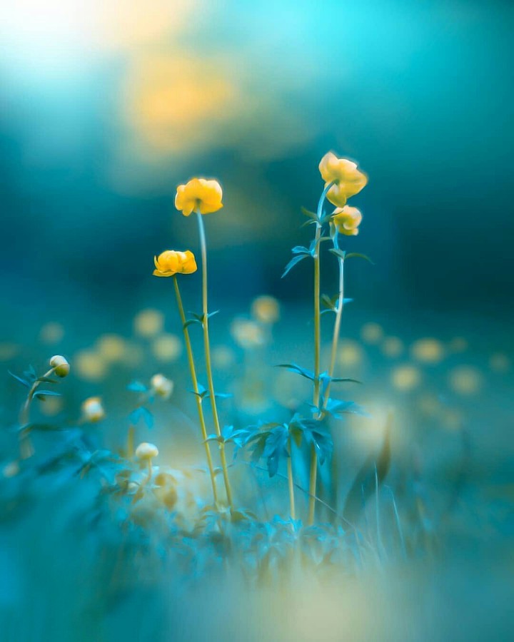 Wallpaper Of The Day