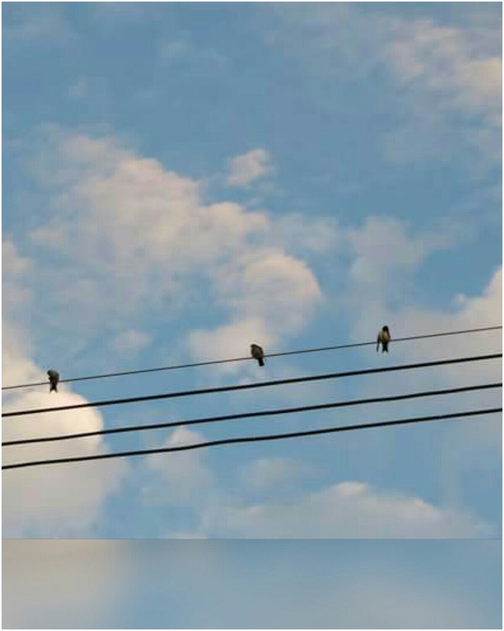 Sky and birds.
