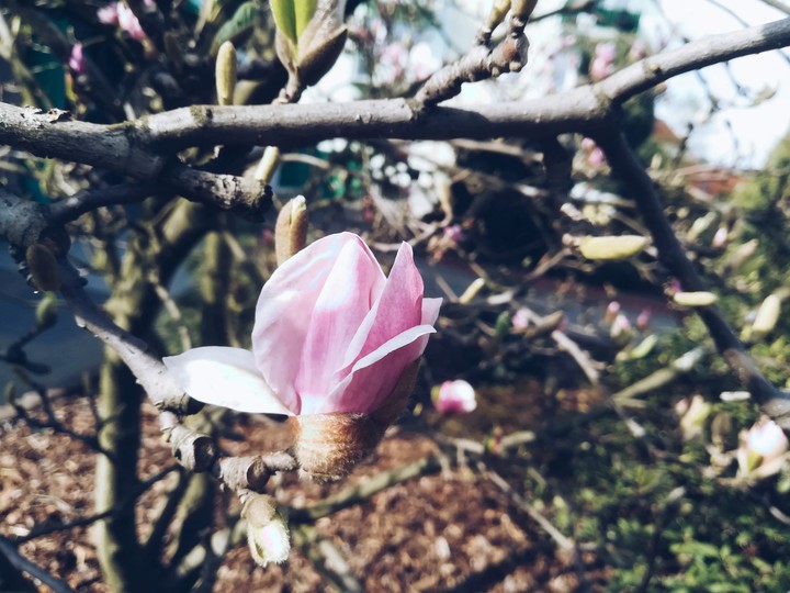 magnolia