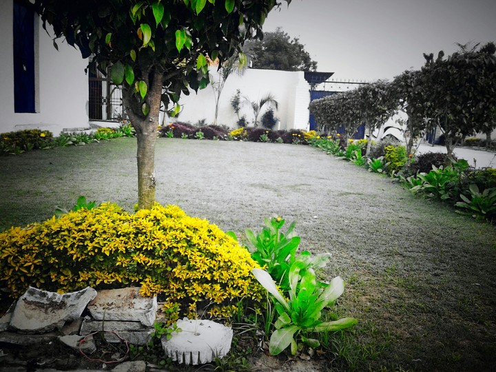 green + black white garden