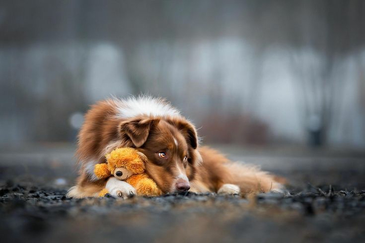 Cute doggie