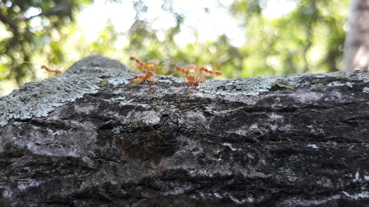 Nature