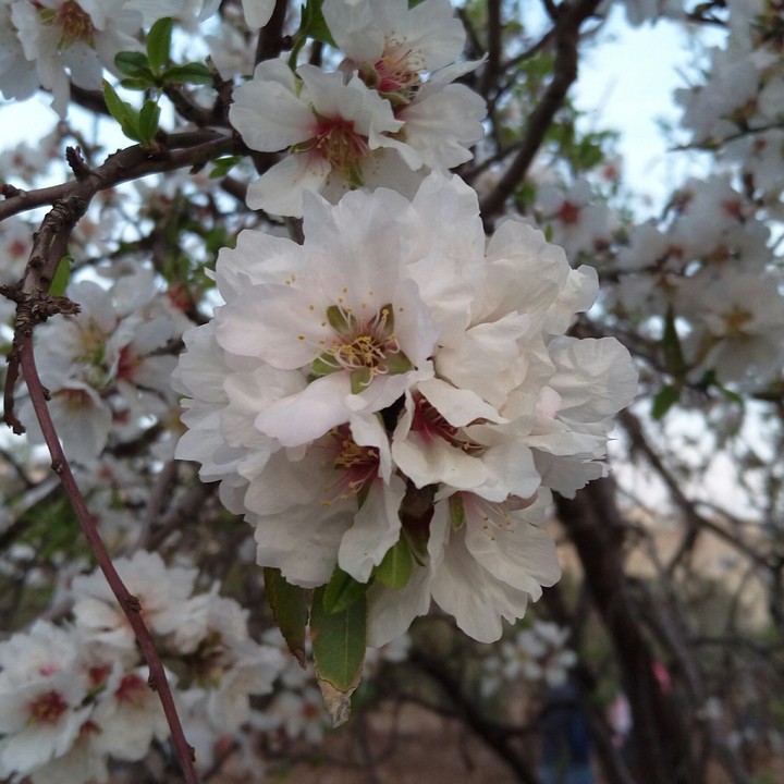 Bloomse