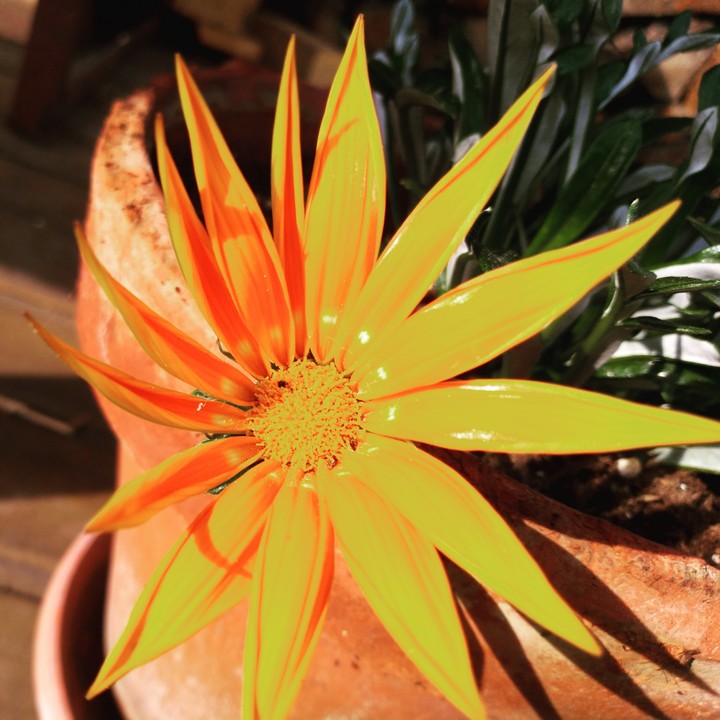 flover