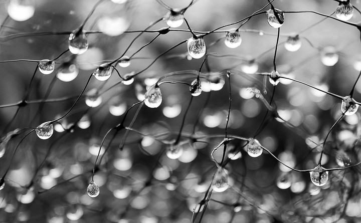 rain in black and white