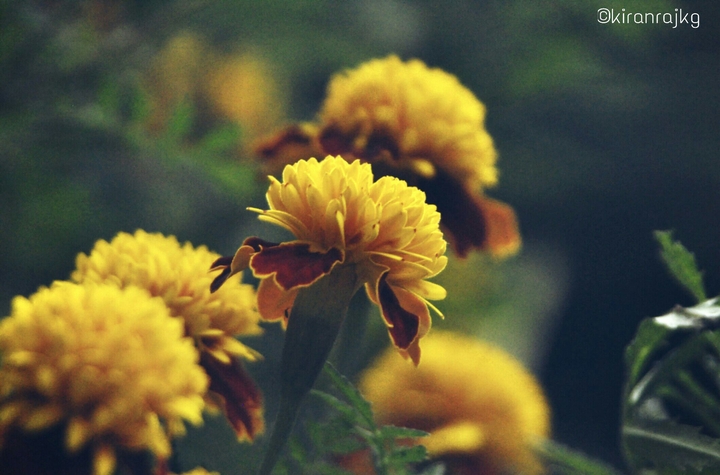 Yellow Flower